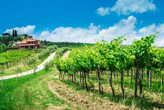 Vine plantations and farmhouse in Toscana, Italy.