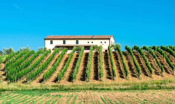 Vine plantations and farmhouse in Tuscany, Italy.