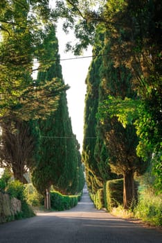 Cypress tree in Toscana, Italy.