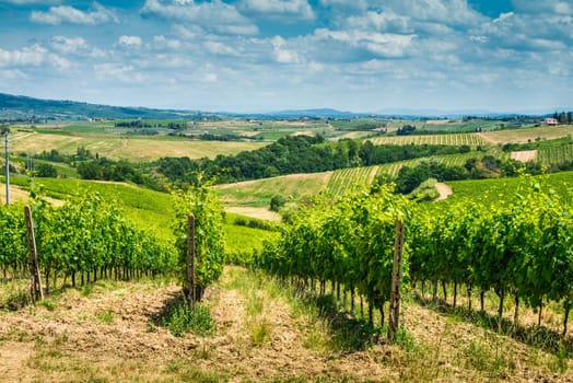 Vine plantations and farmhouse in Toscana, Italy.