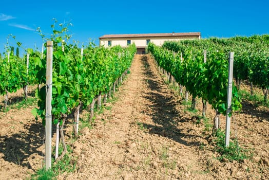 Vine plantations and farmhouse in Tuscany, Italy.