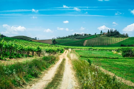 Vineyards and farm road in Toscana, Italy.