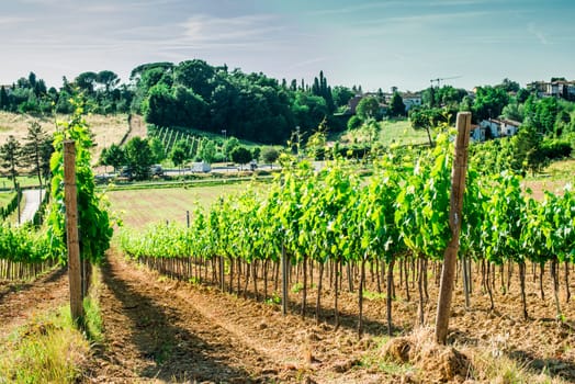 Vine plantations and farmhouse in Toscana, Italy.