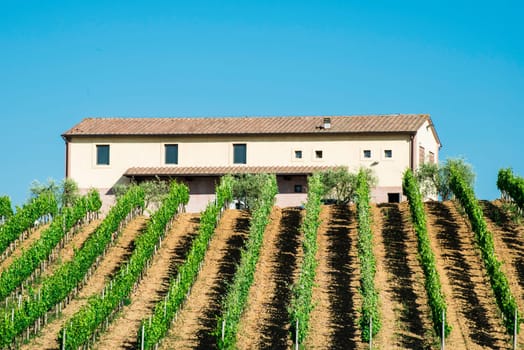 Vine plantations and farmhouse in Tuscany, Italy.