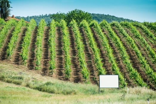 Vine plantations in Toscana, Italy.