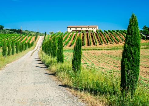 Vineyards and farm road in Toscana, Italy.