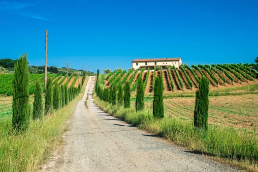 Vineyards and farm road in Toscana, Italy.