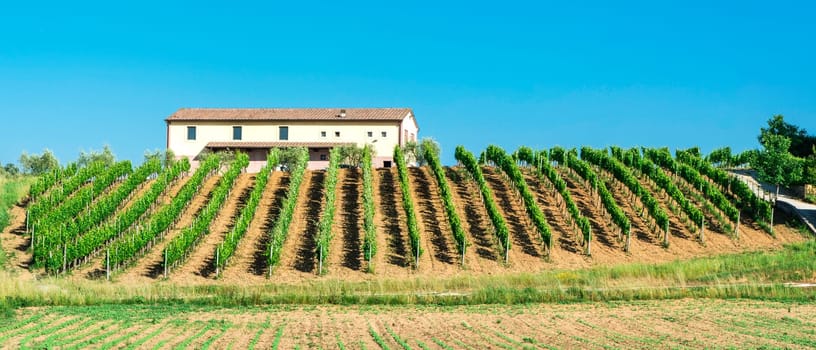 Vine plantations and farmhouse in Tuscany, Italy.