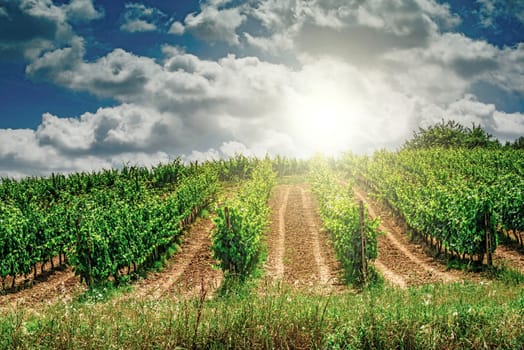 Vine plantations in Toscana, Italy.