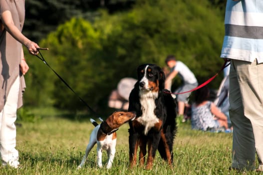 Two dogs on leashes held by their owners for a walk in the park