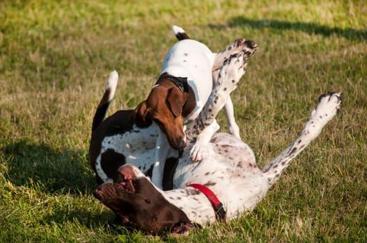 German shorthaired pointer and little Russell Terrier playing in park