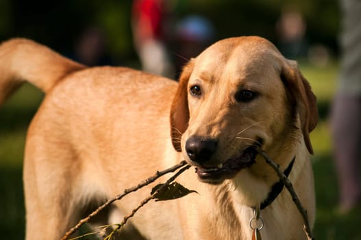 Cream labrador retriever dog closeup in park