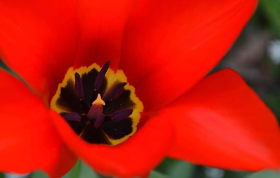 red tulip