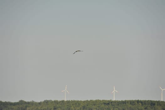White-tailed eagle (Haliaeetus albicilla) at Steinhuder Meer,Germany.