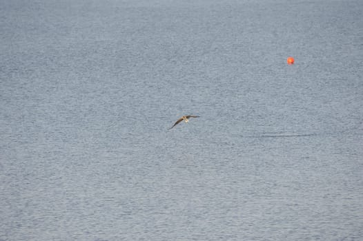 White-tailed eagle (Haliaeetus albicilla) at Steinhuder Meer,Germany.