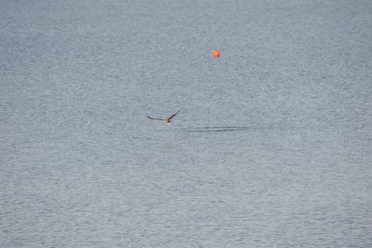White-tailed eagle (Haliaeetus albicilla) at Steinhuder Meer,Germany.