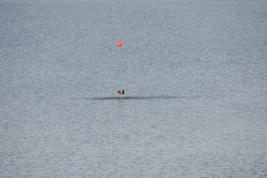 White-tailed eagle (Haliaeetus albicilla) at Steinhuder Meer,Germany.