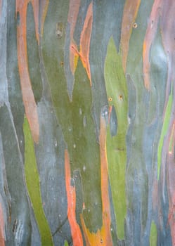 Colorful abstract pattern of Eucalyptus deglupta tree bark