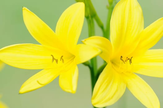 daylilien