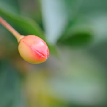 Sour cherry