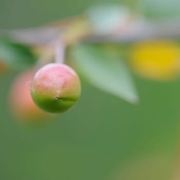 Sour cherry