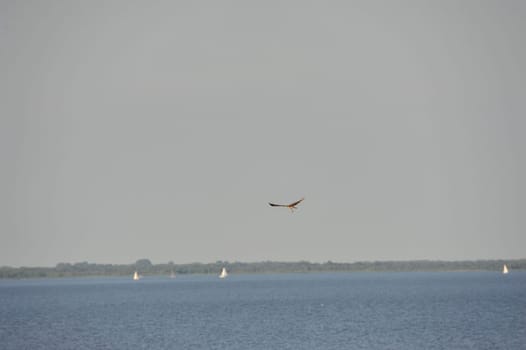 White-tailed eagle (Haliaeetus albicilla) at Steinhuder Meer,Germany.