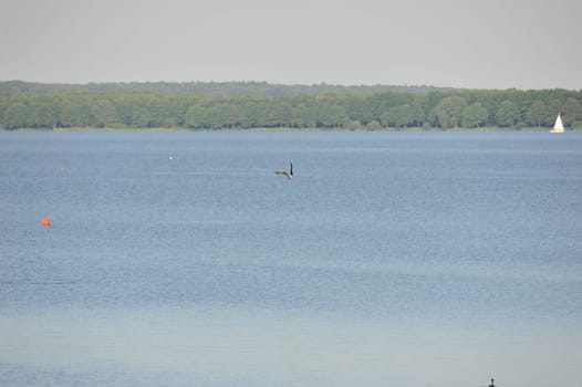 White-tailed eagle (Haliaeetus albicilla) at Steinhuder Meer,Germany.