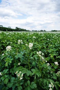 Potato field in bloom,agricultural landscape in summer