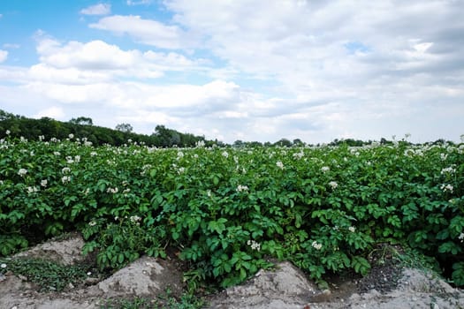 Potato field in bloom,agricultural landscape in summer