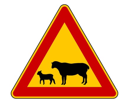Attention flocks of sheep