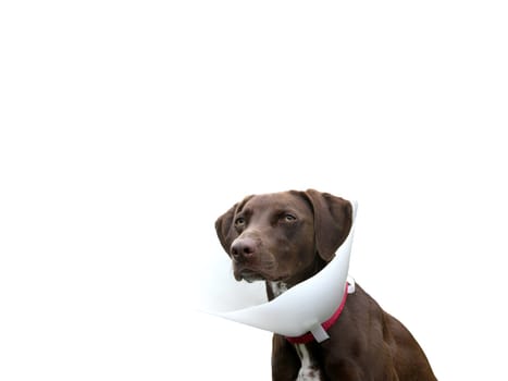 Dog with neck brace against a white background