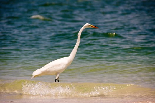 jewelry heron,heron,bird,white,yellow,feet,plumage,color,birds,feather dress,beak,pointed,genus,species,long,legs,stilt legs,beak-base,wetlands,Florida,Everglades,Sanibel,jewelry feathers,beach,shore,coast,sea,sandstran