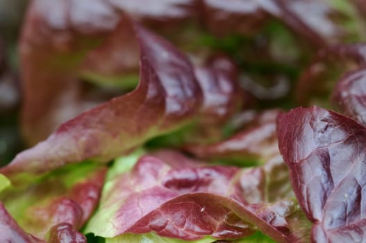 lollo rosso