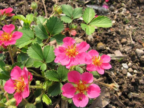 Ornamental Strawberry