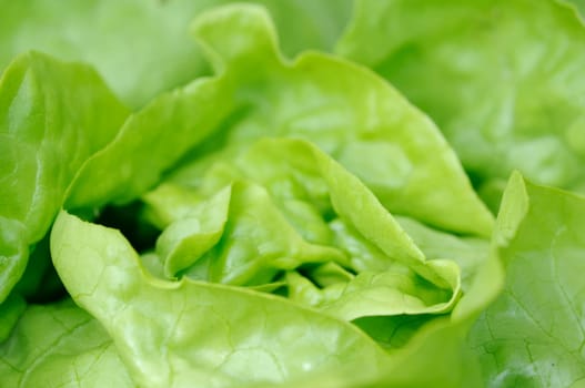 salad
