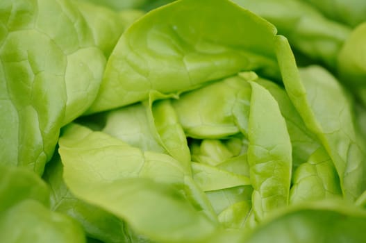 salad