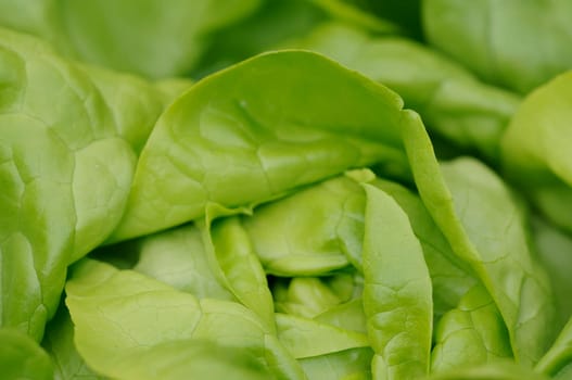 salad