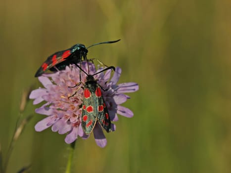 Six-spotted ram (Zygaena filipendulae) and Esparsetten-Aries (Zygaena carniolica) on field-widow flower (Knautia arvensis)