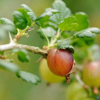 Gooseberries