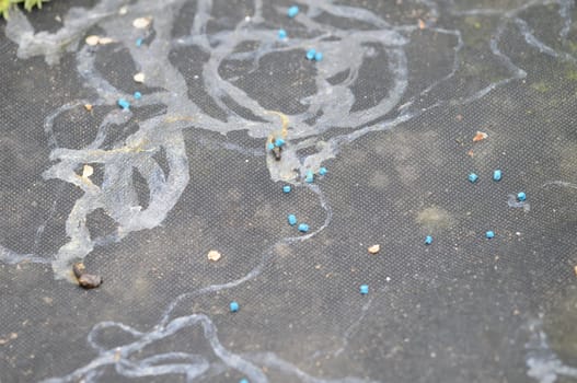 snail tracks