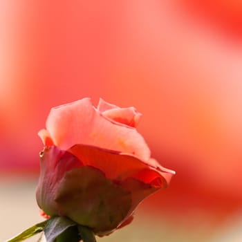 Natural roses background for adv or others purpose use