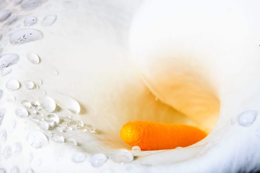 Calla lily field for adv or others purpose use
