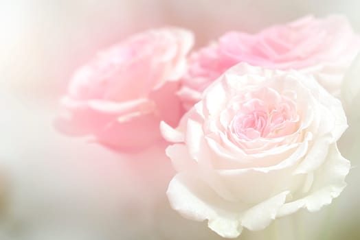 Natural roses background for adv or others purpose use