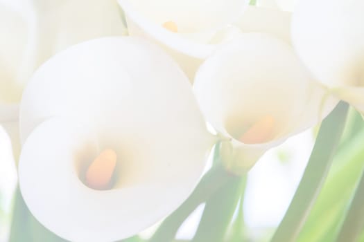 Calla lily field for adv or others purpose use