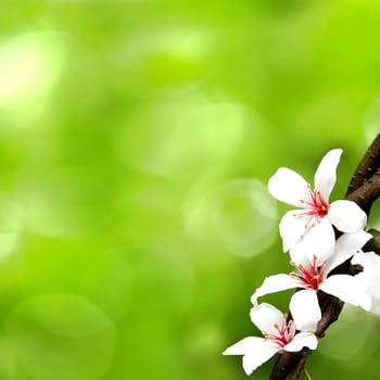 Taiwan flower white wood blossom black yellow outdoor red for adv or others purpose use