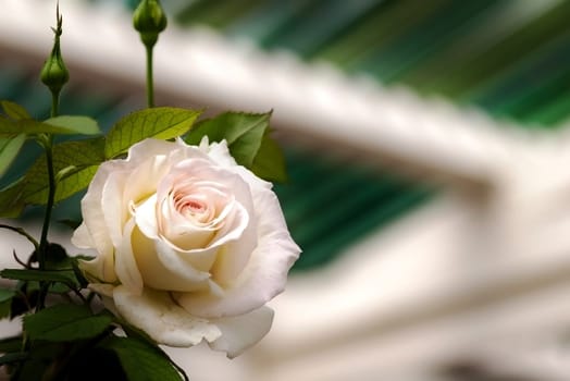 Natural roses background for adv or others purpose use