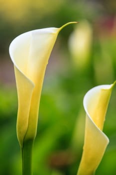 Calla lily field for adv or others purpose use