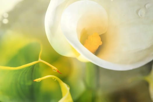 Calla lily field for adv or others purpose use