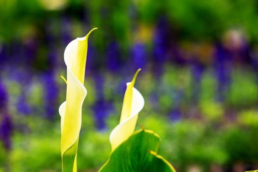Calla lily field for adv or others purpose use
