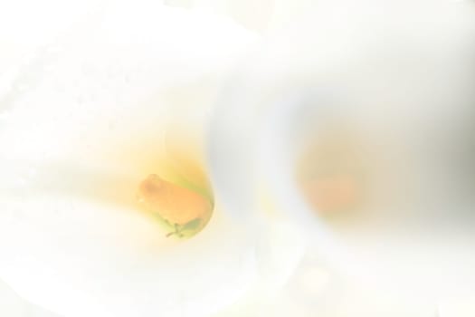 Calla lily field for adv or others purpose use